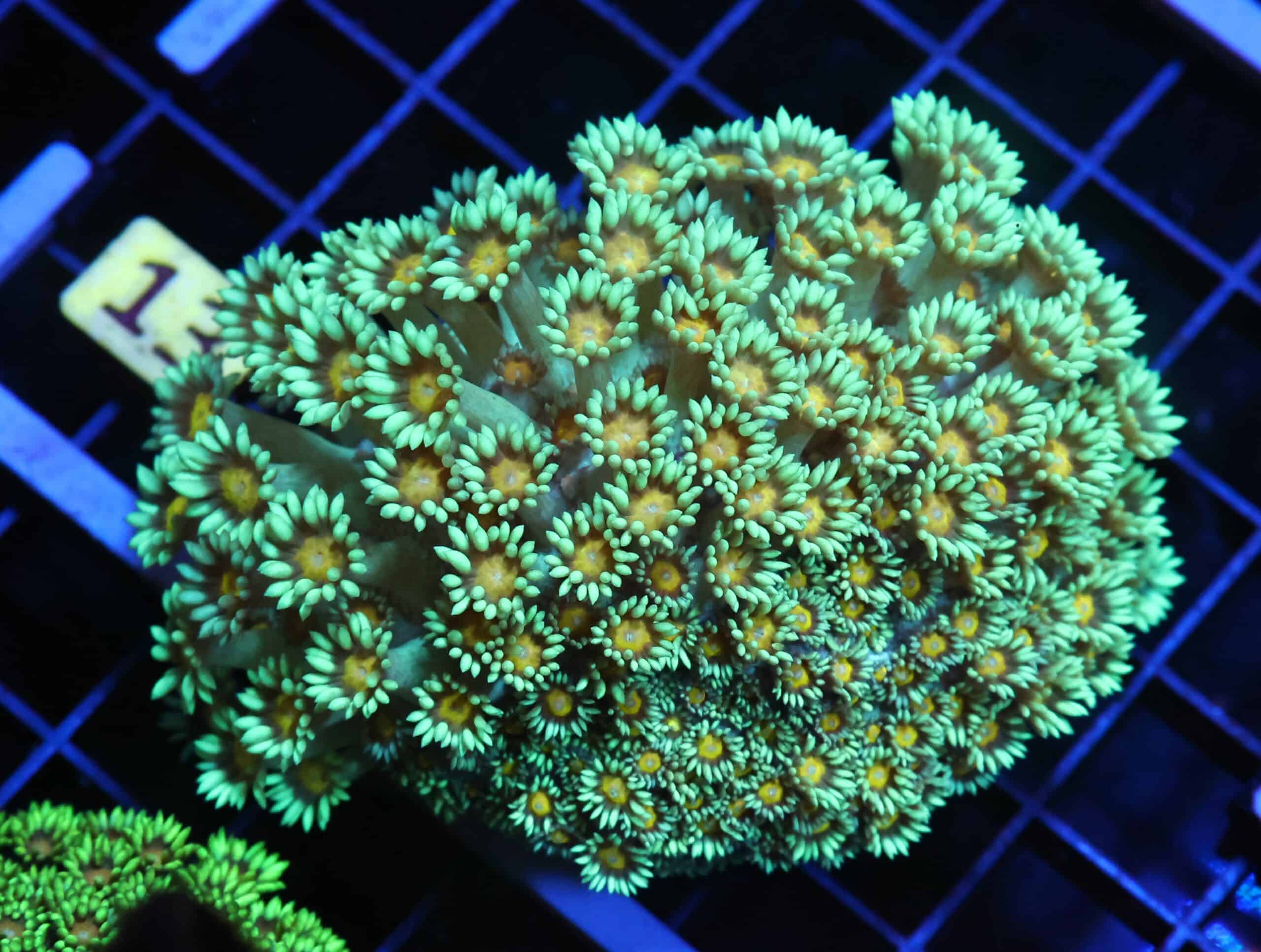 H13 - INDO YELLOW SNOWCONE GONIOPORA