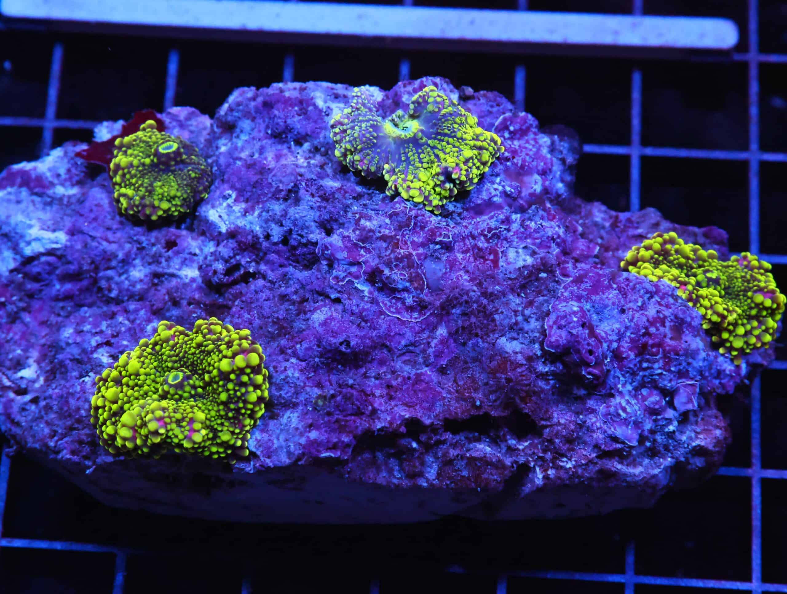 H20 - RADIOACTIVE JOKER RICORDEA MUSHROOM