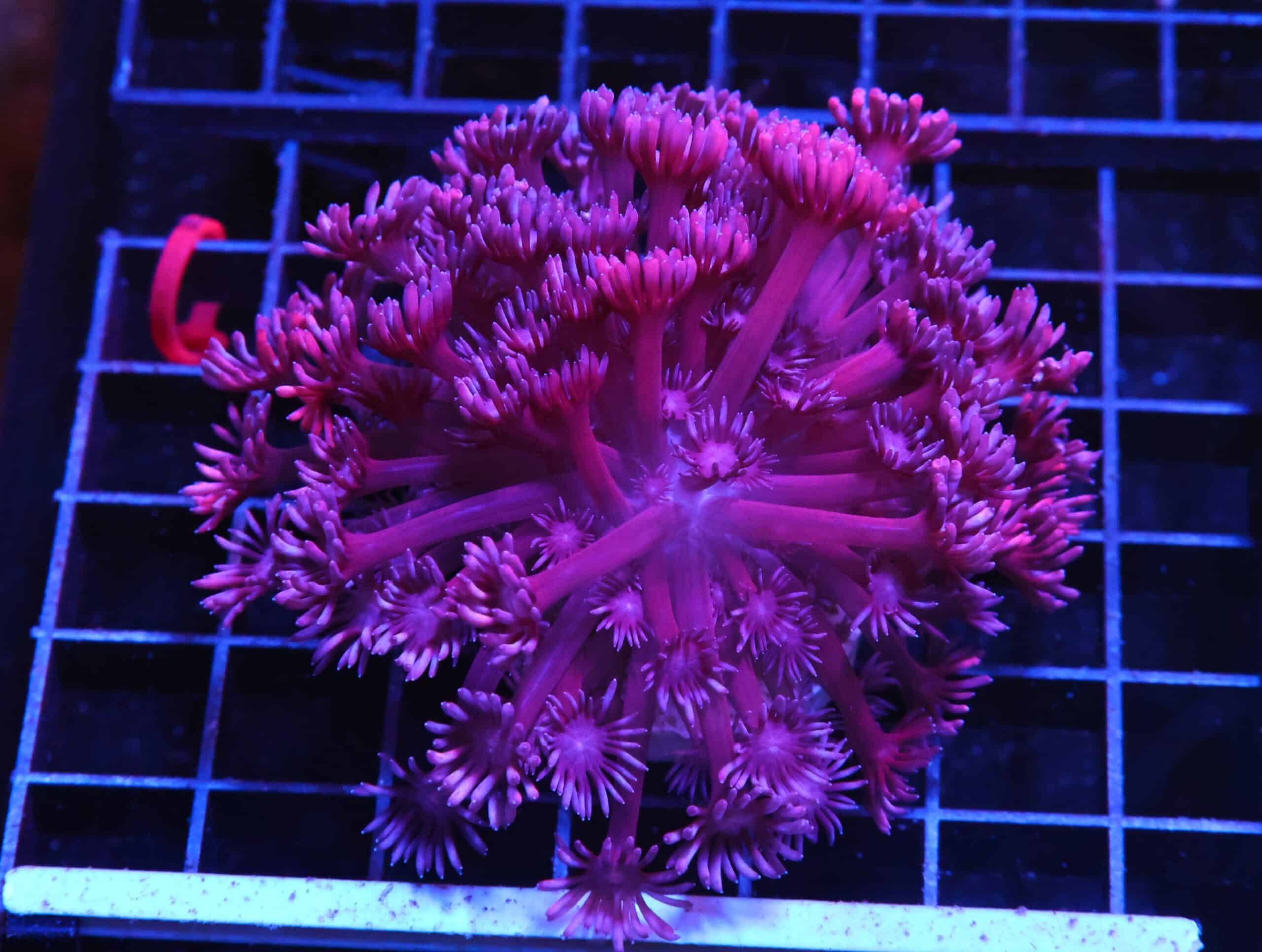 H21 - INDO PINK LADY GONIOPORA