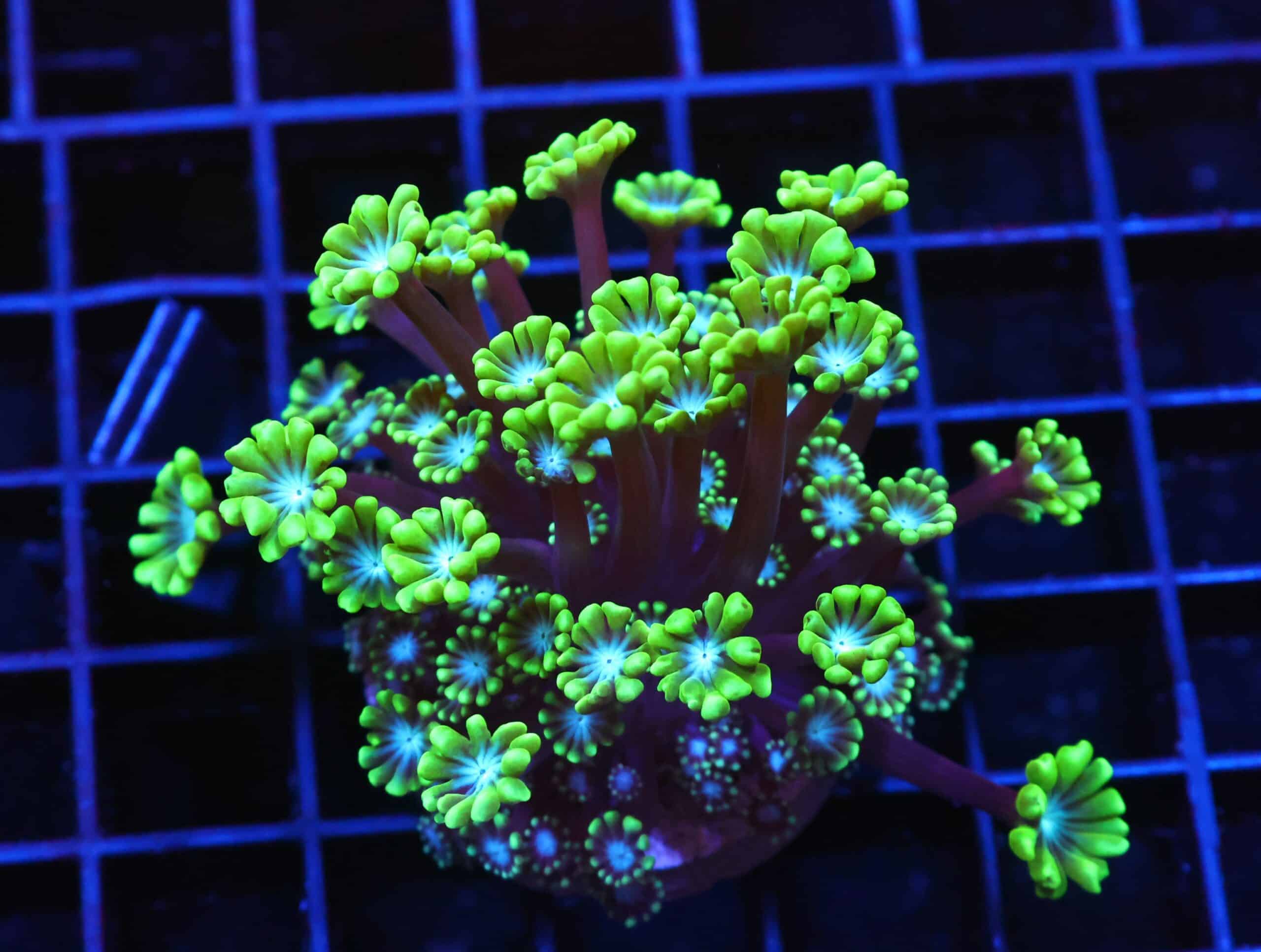 H30 - INDO EMERALD FOREST ALVEOPORA