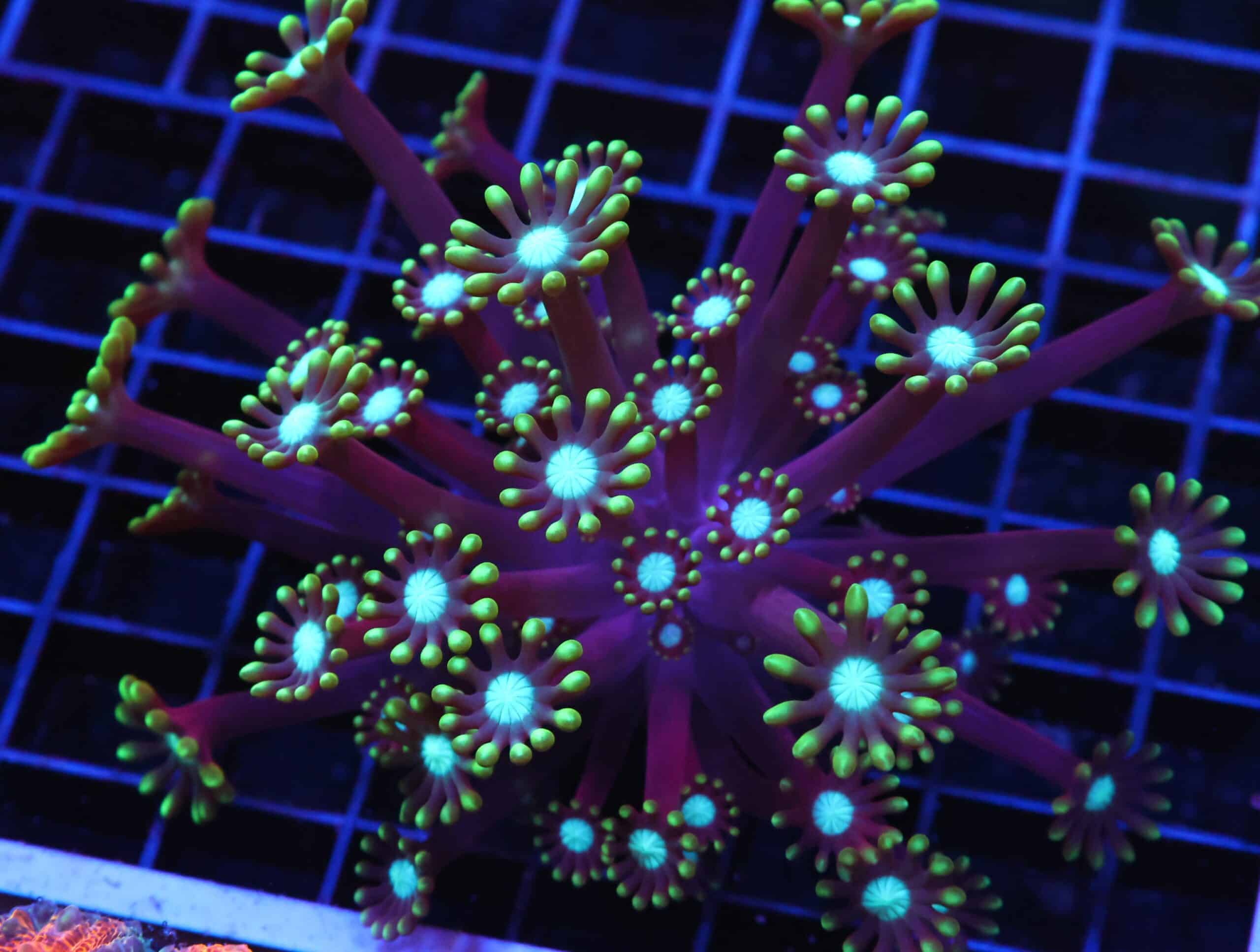 H29 - INDO METALLIC ALVEOPORA