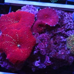 H33 - RED DEVIL DISCO MUSHROOM