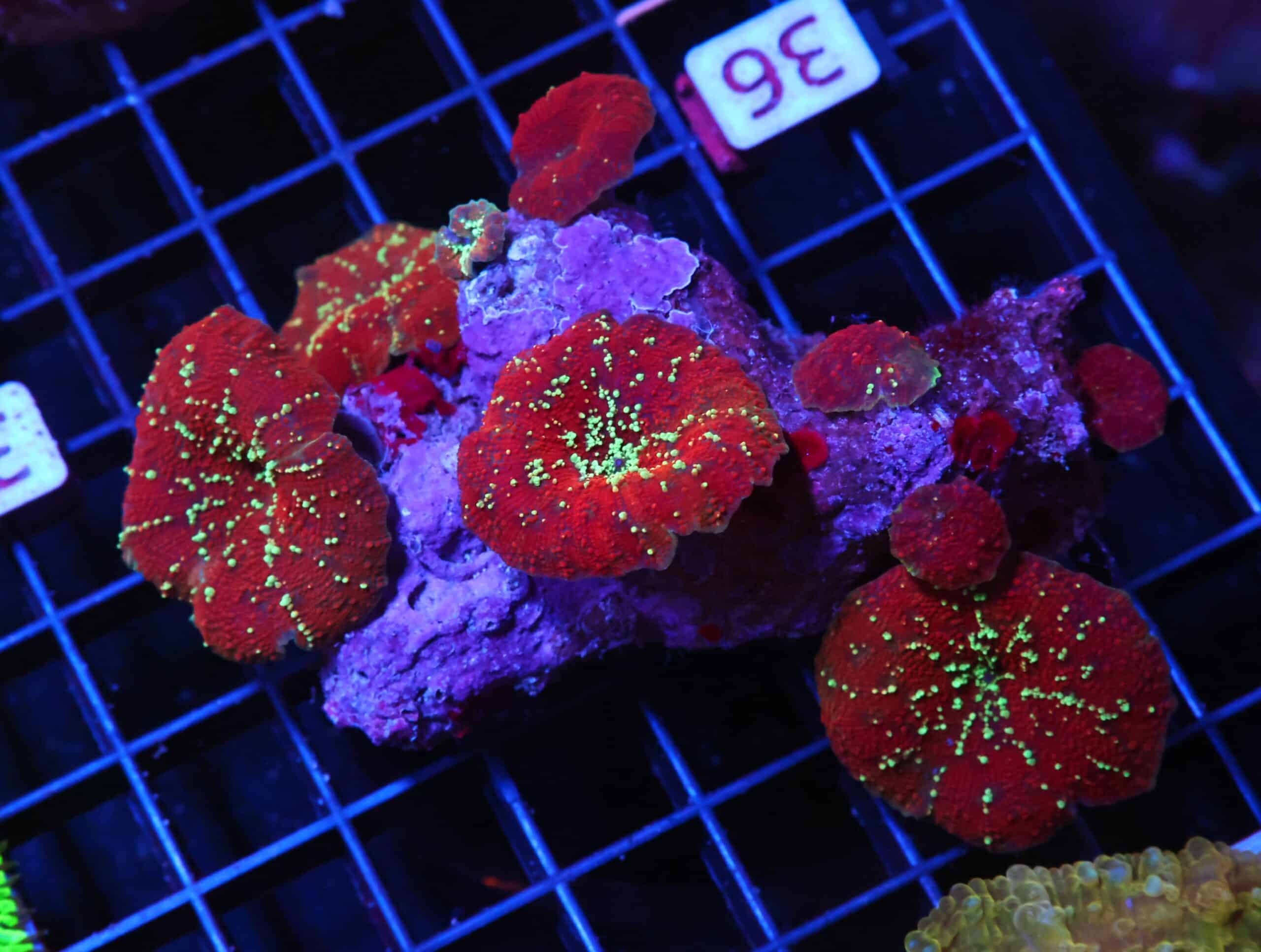 H36 - RED DEVIL DISCO MUSHROOM