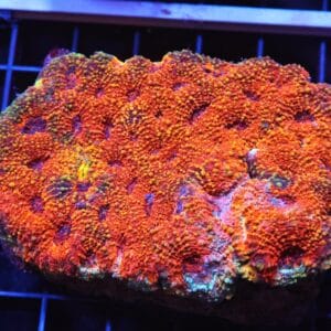 H38 - INDO BRIGHT ORANGE ACAN ECHINATA
