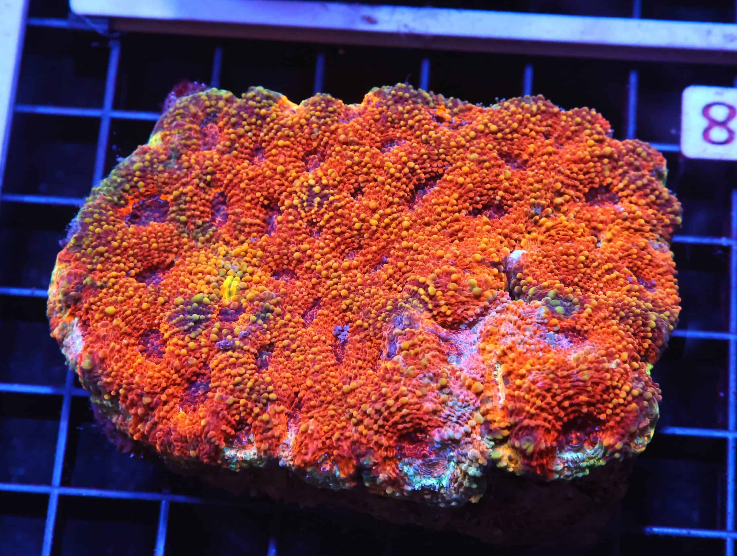 H38 - INDO BRIGHT ORANGE ACAN ECHINATA