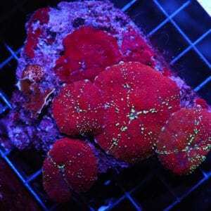 H46 - RED DEVIL DISCO MUSHROOM