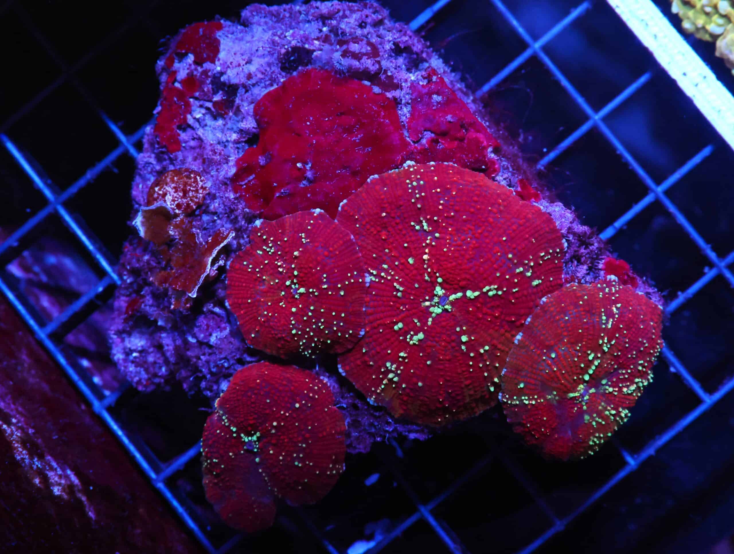 H46 - RED DEVIL DISCO MUSHROOM