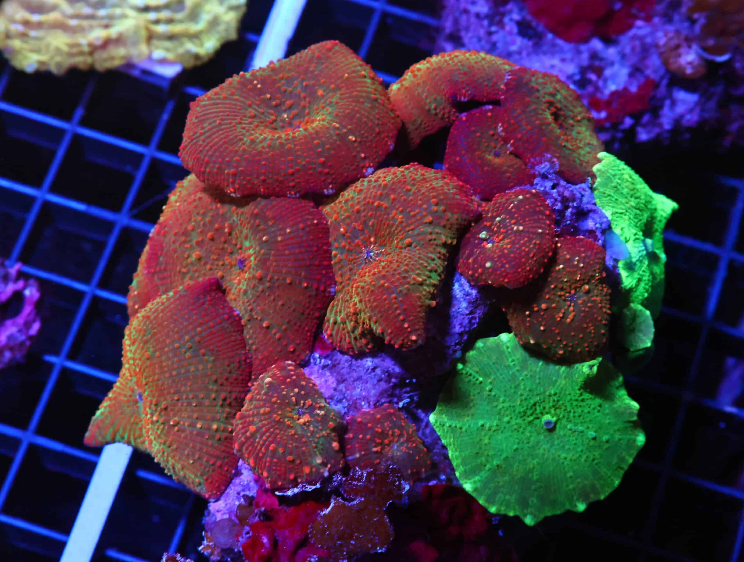 H47 - ULTRA DISCO MUSHROOM COMBO