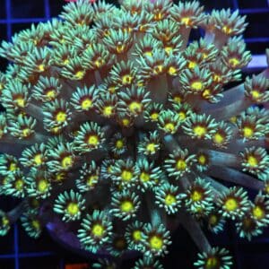 H62 - INDO YELLOW SNOWCONE GONIOPORA