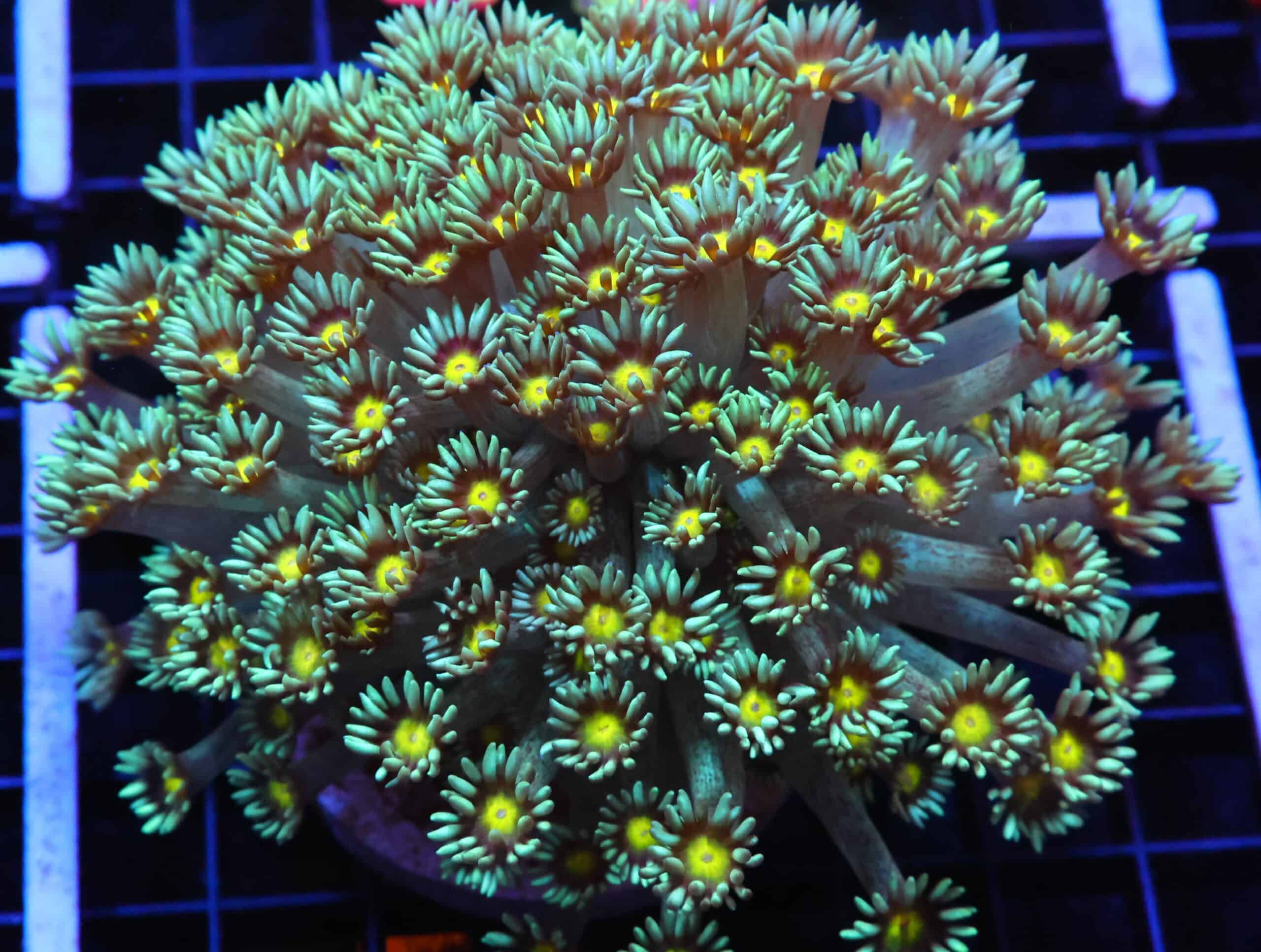 H62 - INDO YELLOW SNOWCONE GONIOPORA