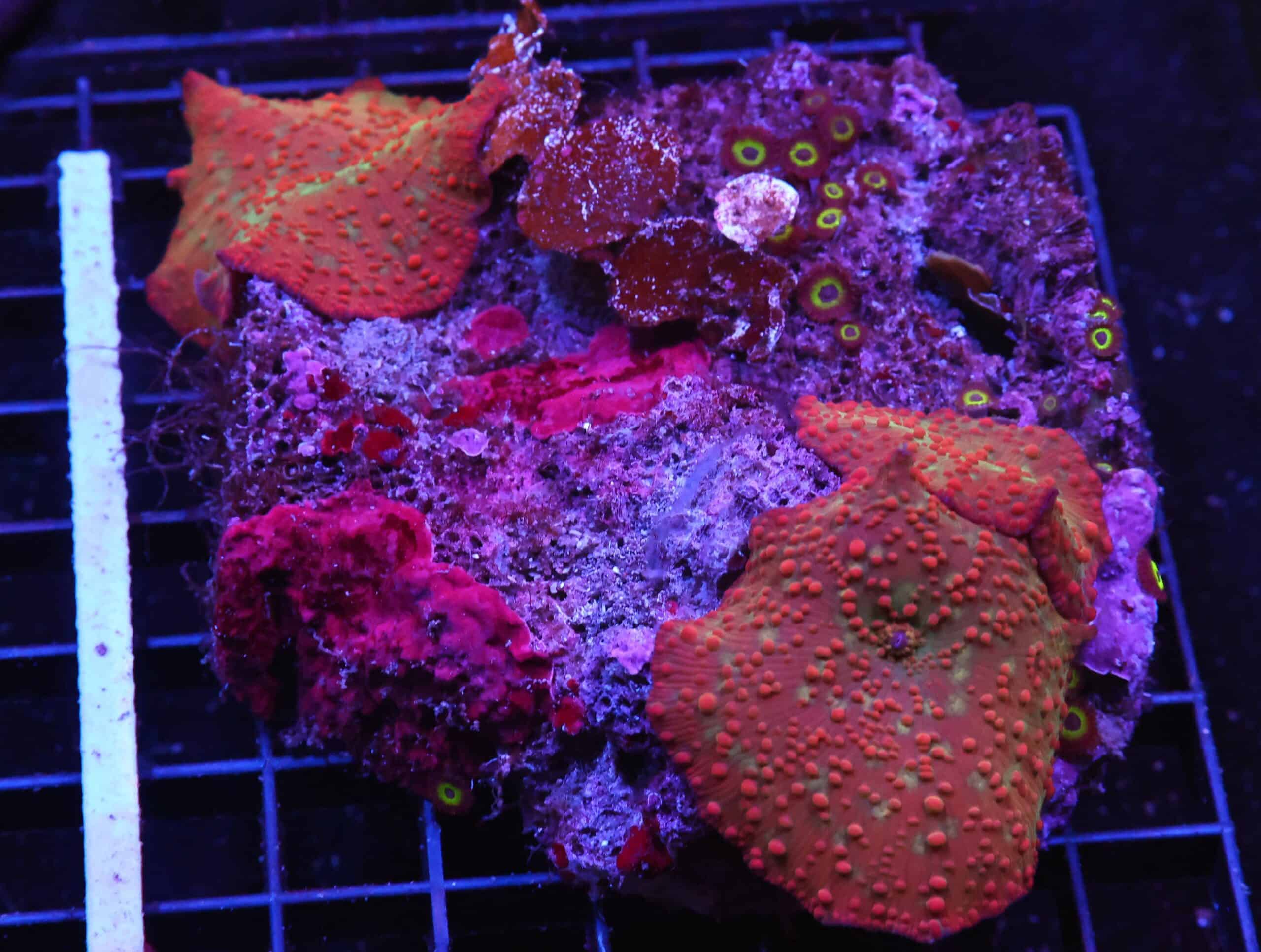 H70 - RED DEVIL DISCO MUSHROOM