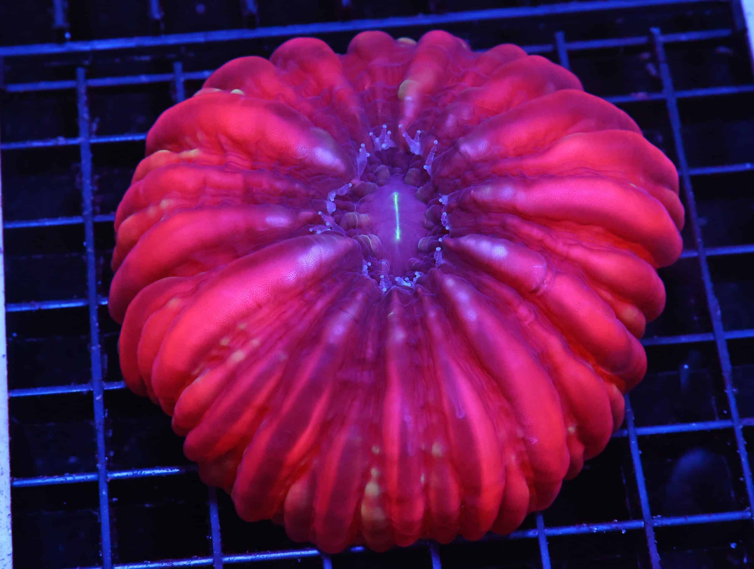 H72 - INDO RUBY RED CYNARINA