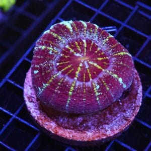 H75 - INDO ULTRA ACAN MAXIMA