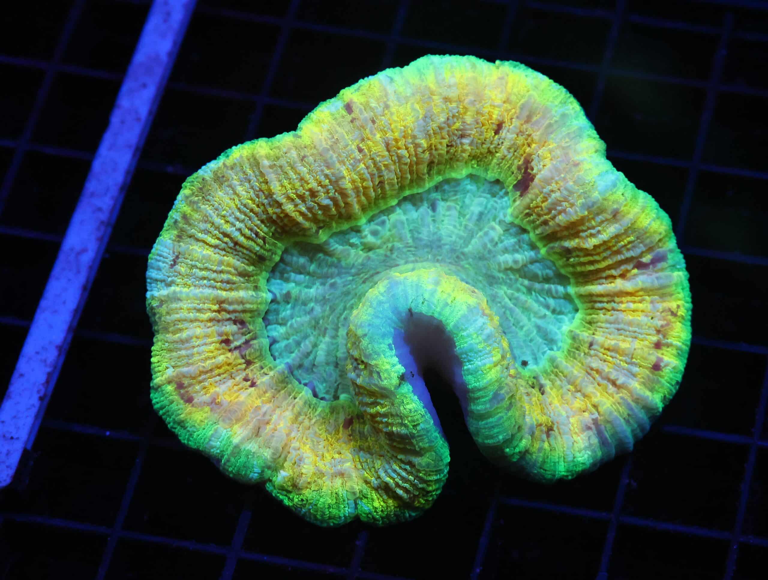 H74 - INDO ELECTRIC YELLOW TRACHY