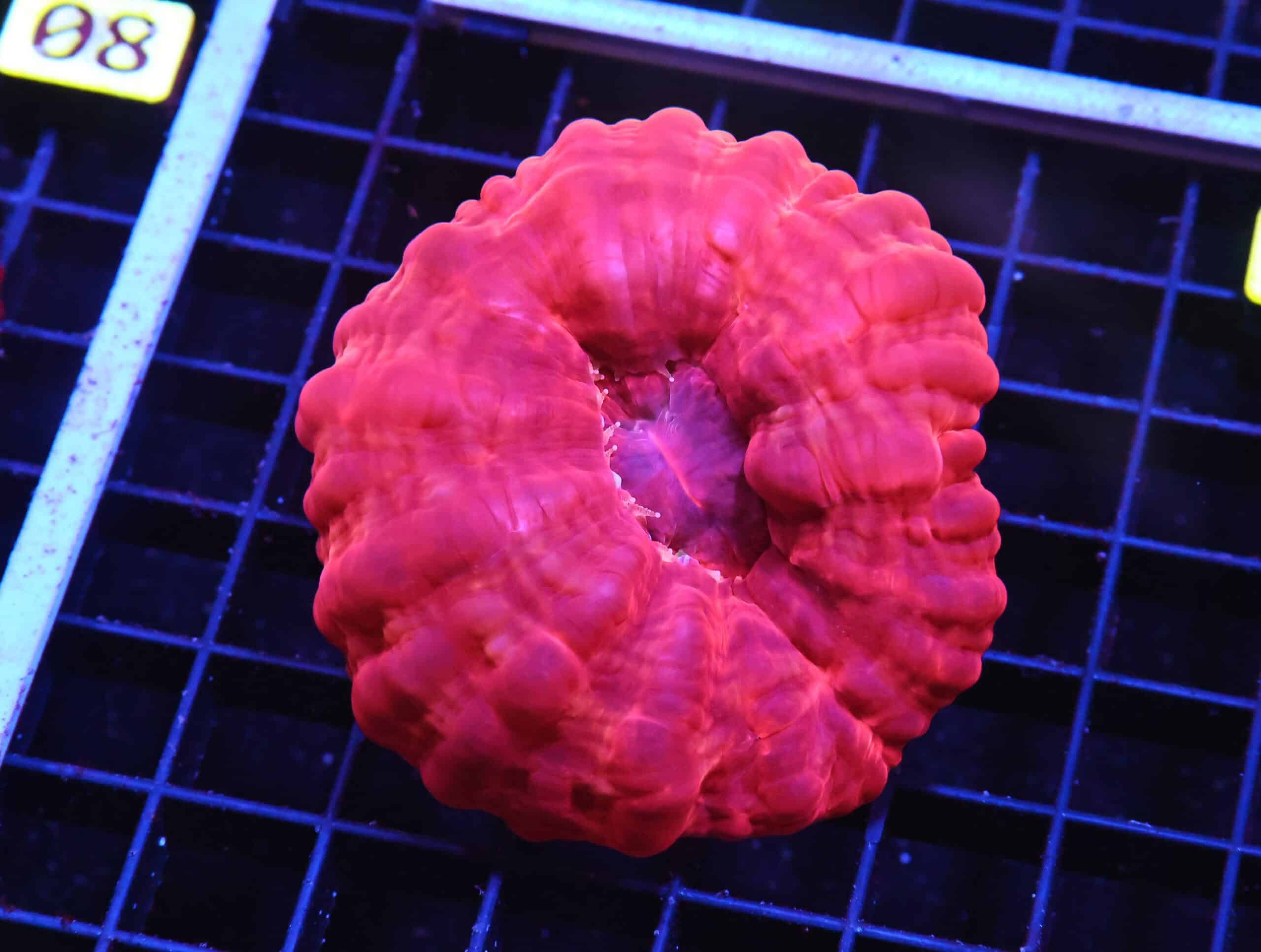 H79 - INDO RUBY RED CYNARINA