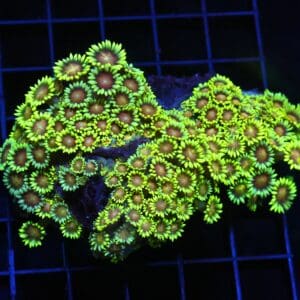 H81 - INDO YELLOW SNOWCONE GONIOPORA