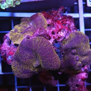 H91 - GOLD ELEPHANT EAR MUSHROOM