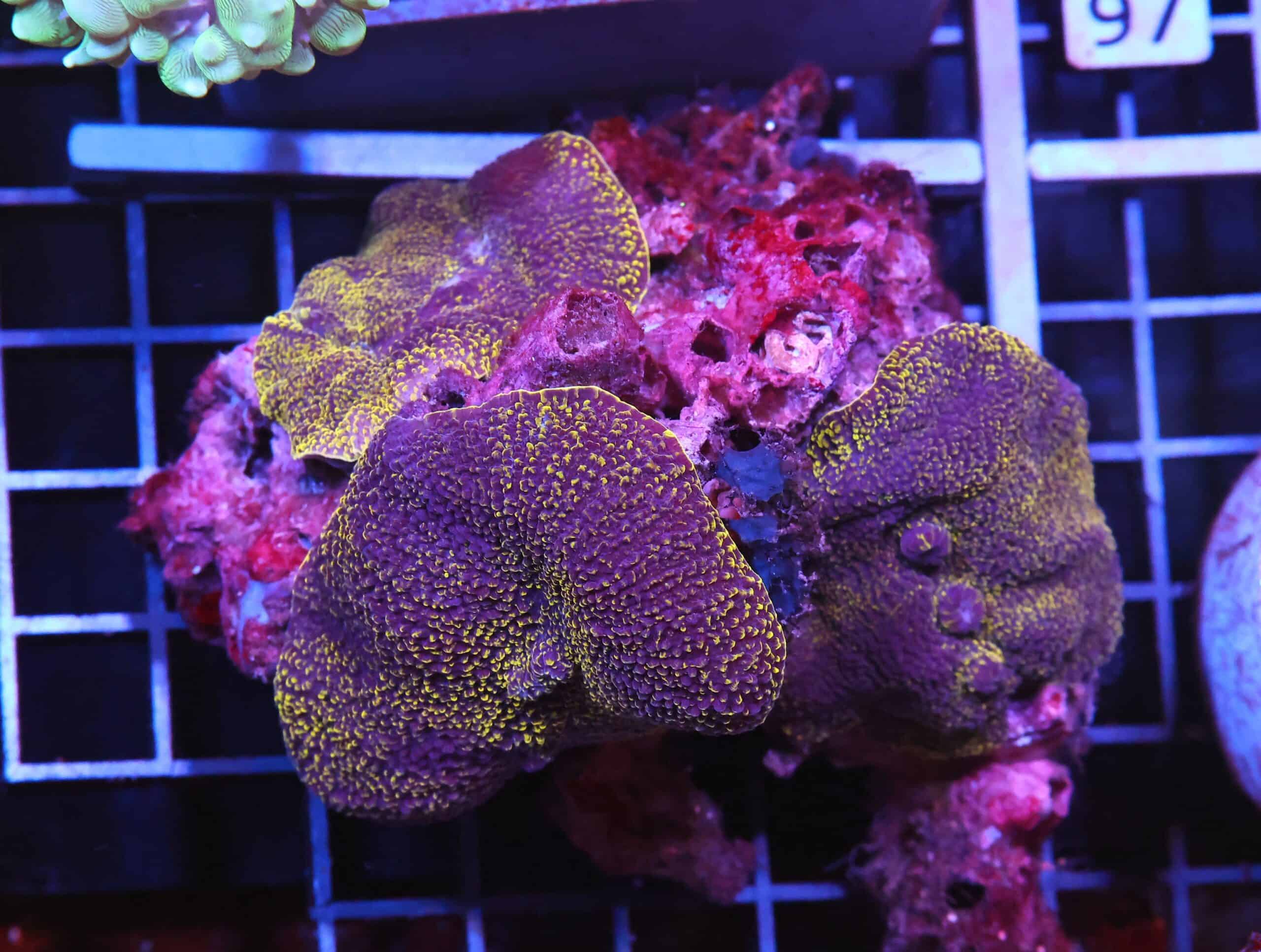 H91 - GOLD ELEPHANT EAR MUSHROOM