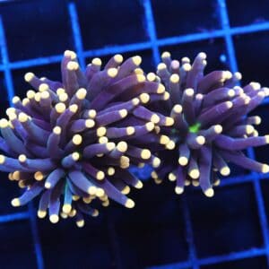 J03 - INDO TORCH BLACK LIGHT 2 HEAD