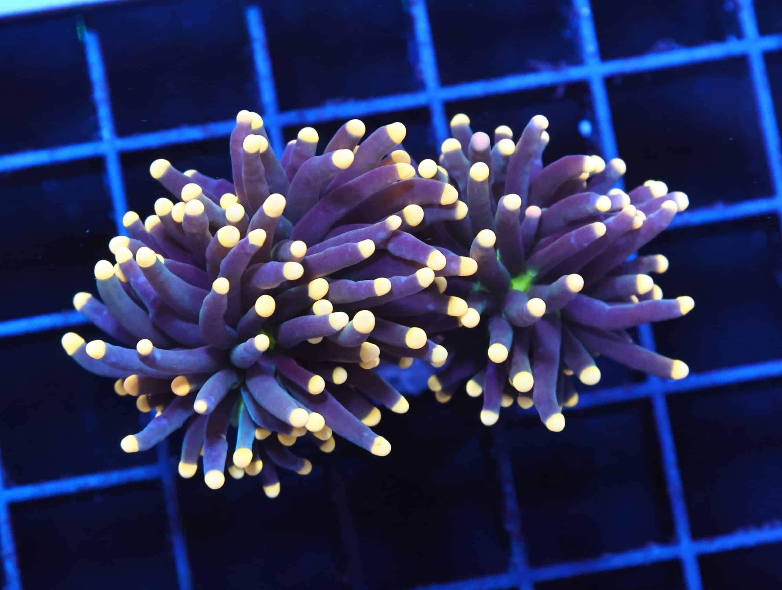 J03 - INDO TORCH BLACK LIGHT 2 HEAD