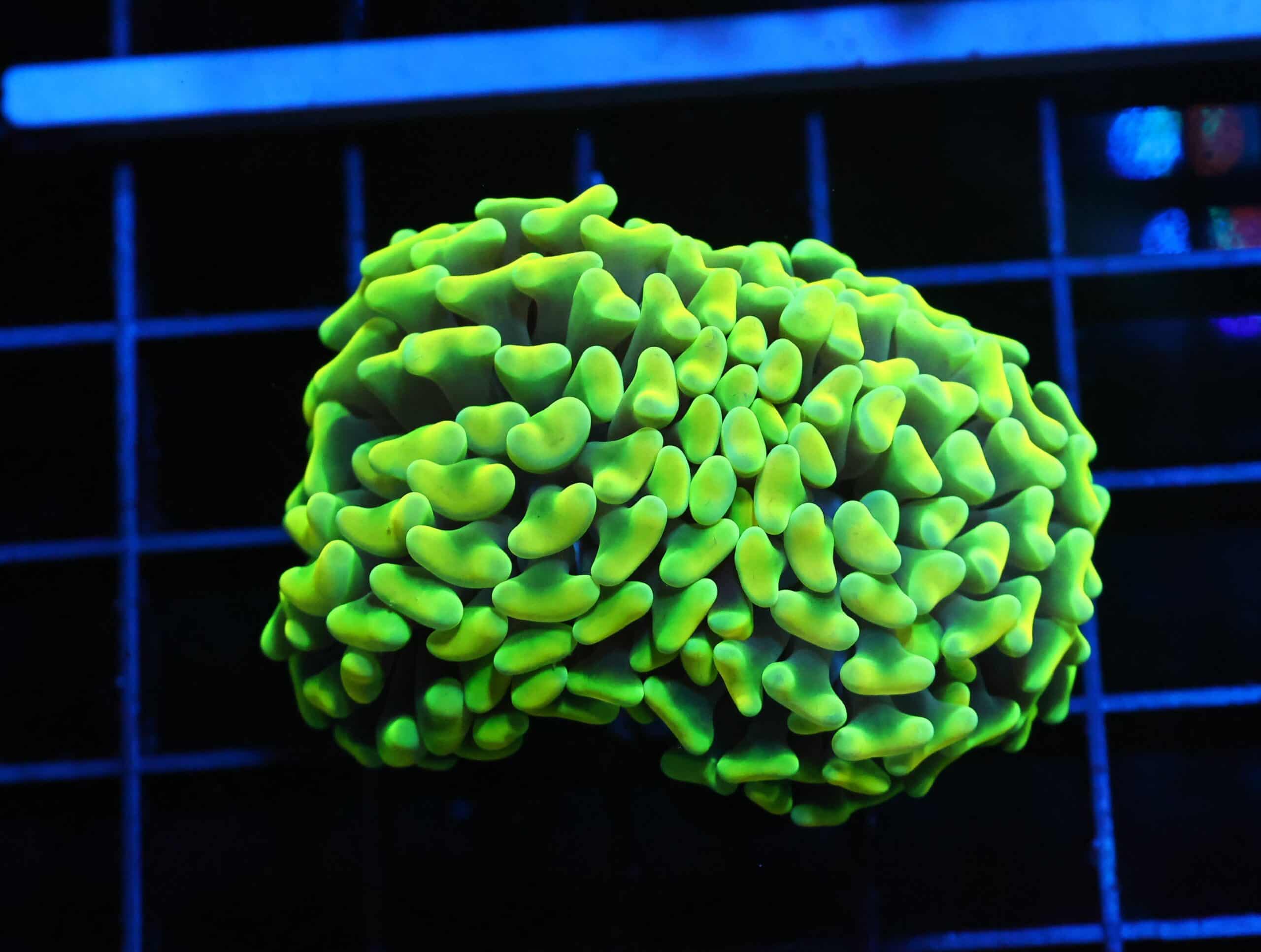 J06 - INDO HAMMER BRANCH NEON YELLOW 2 HEAD