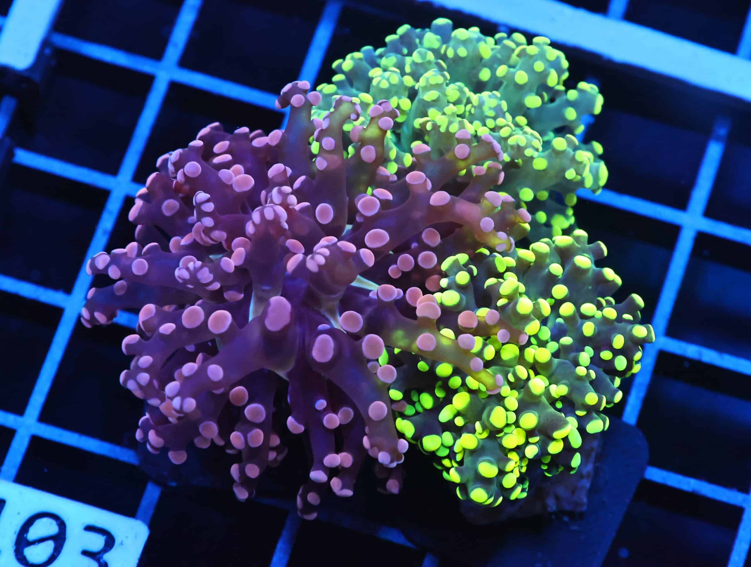 J103 - INDO FROGSPAWN BRANCH RAINBOW GARDEN 3 HEAD