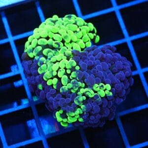 J108 - INDO HAMMER BRANCH TOXIC SPLATTER 3 HEAD