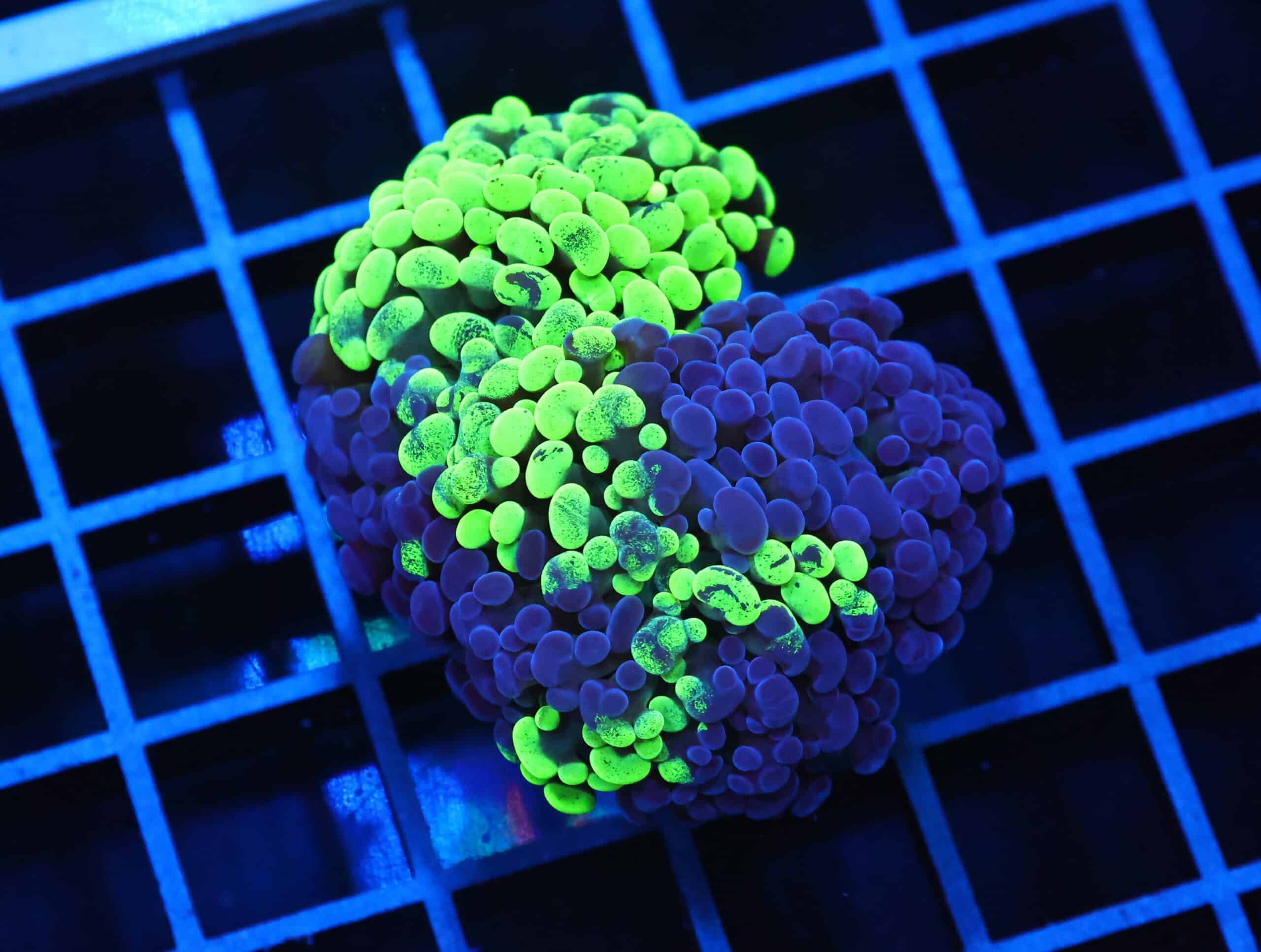 J108 - INDO HAMMER BRANCH TOXIC SPLATTER 3 HEAD