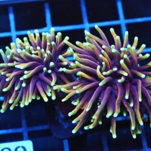 J109 - INDO TORCH HELLFIRE 2 HEAD