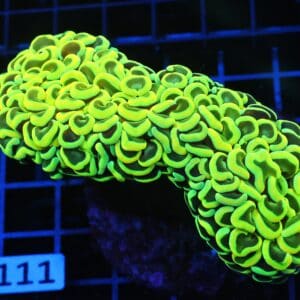 J111 - INDO HAMMER WALL GOLD