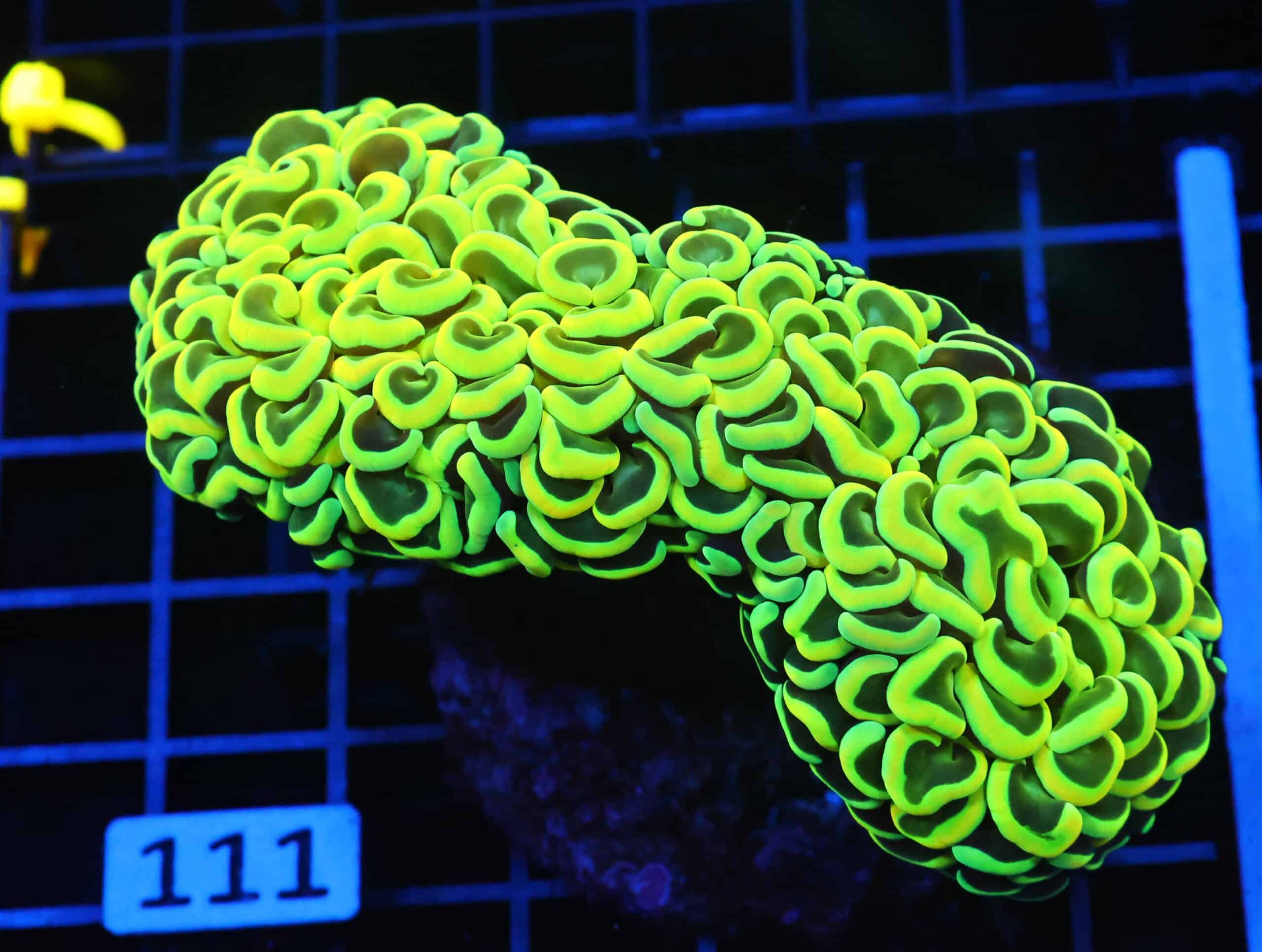 J111 - INDO HAMMER WALL GOLD