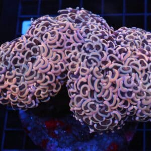 J116 - INDO HAMMER WALL ROSE GOLD