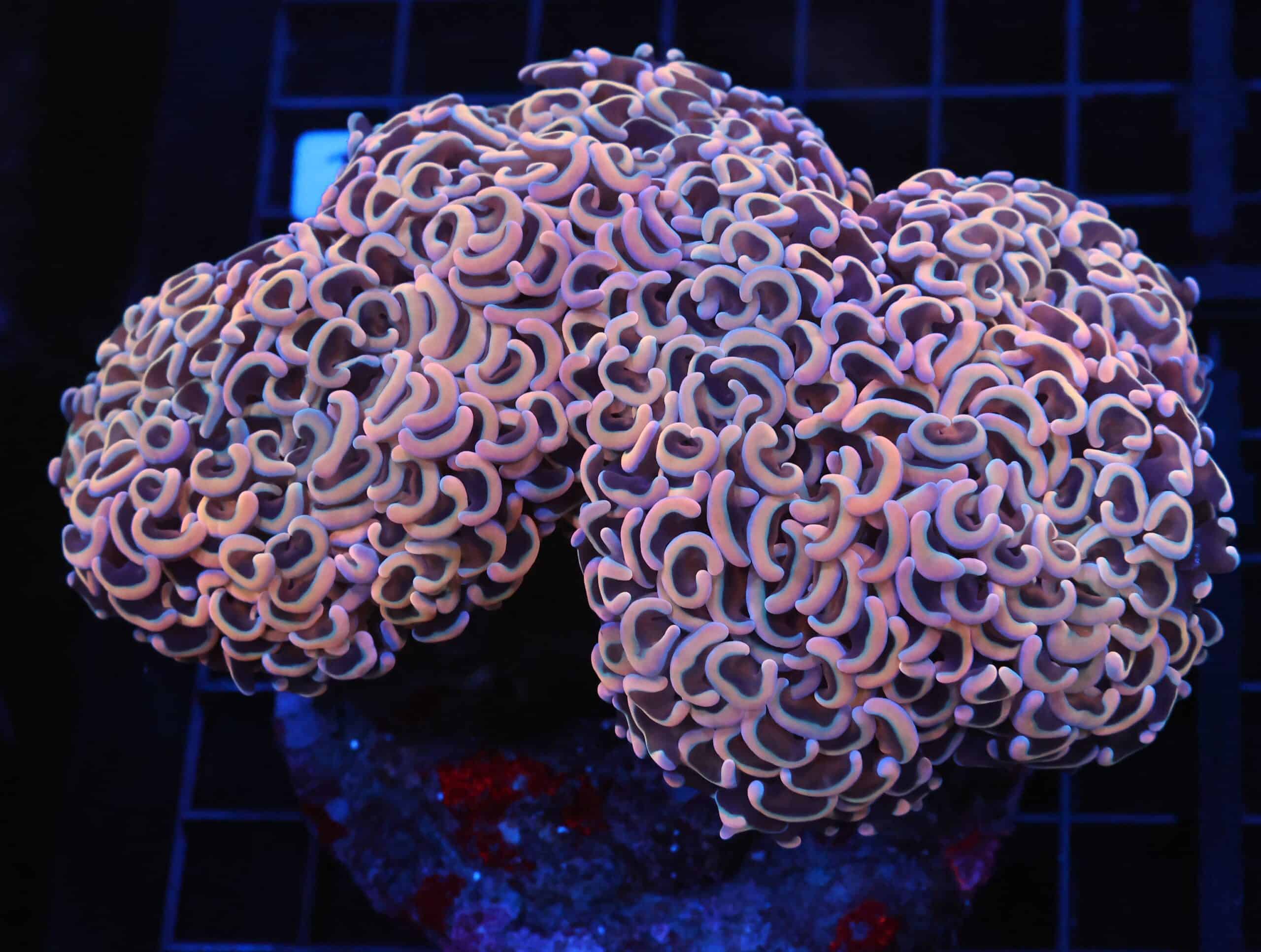 J116 - INDO HAMMER WALL ROSE GOLD