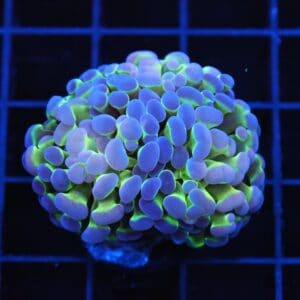 J117 - INDO HAMMER BRANCH PURPLE PRINCESS 2 HEAD