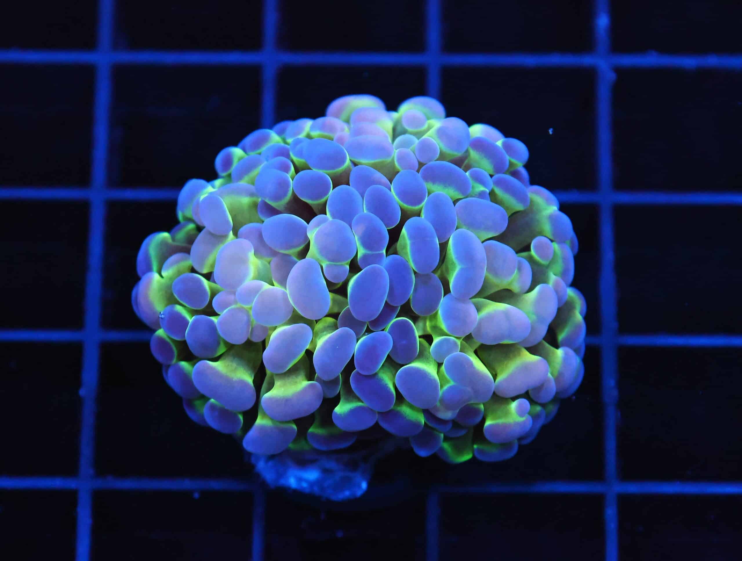 J117 - INDO HAMMER BRANCH PURPLE PRINCESS 2 HEAD