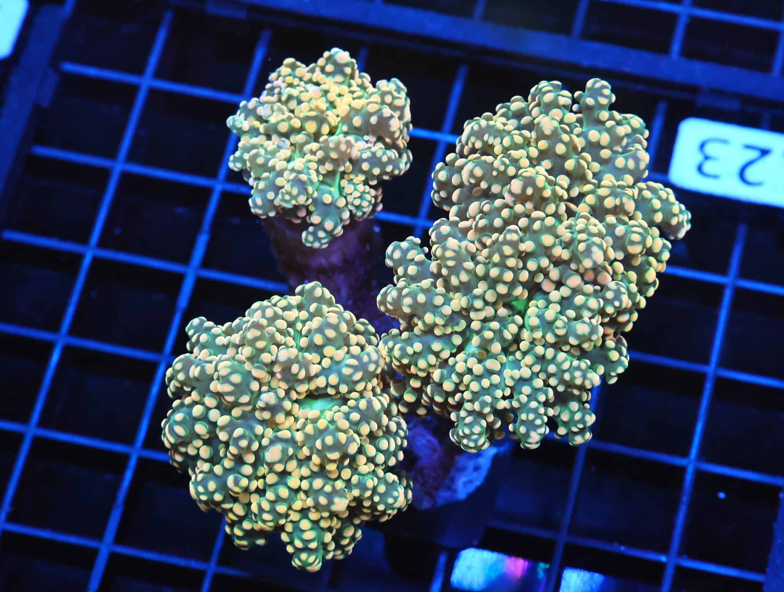 J123 - INDO FROGSPAWN BRANCH CITRUS BOMB 4 HEAD