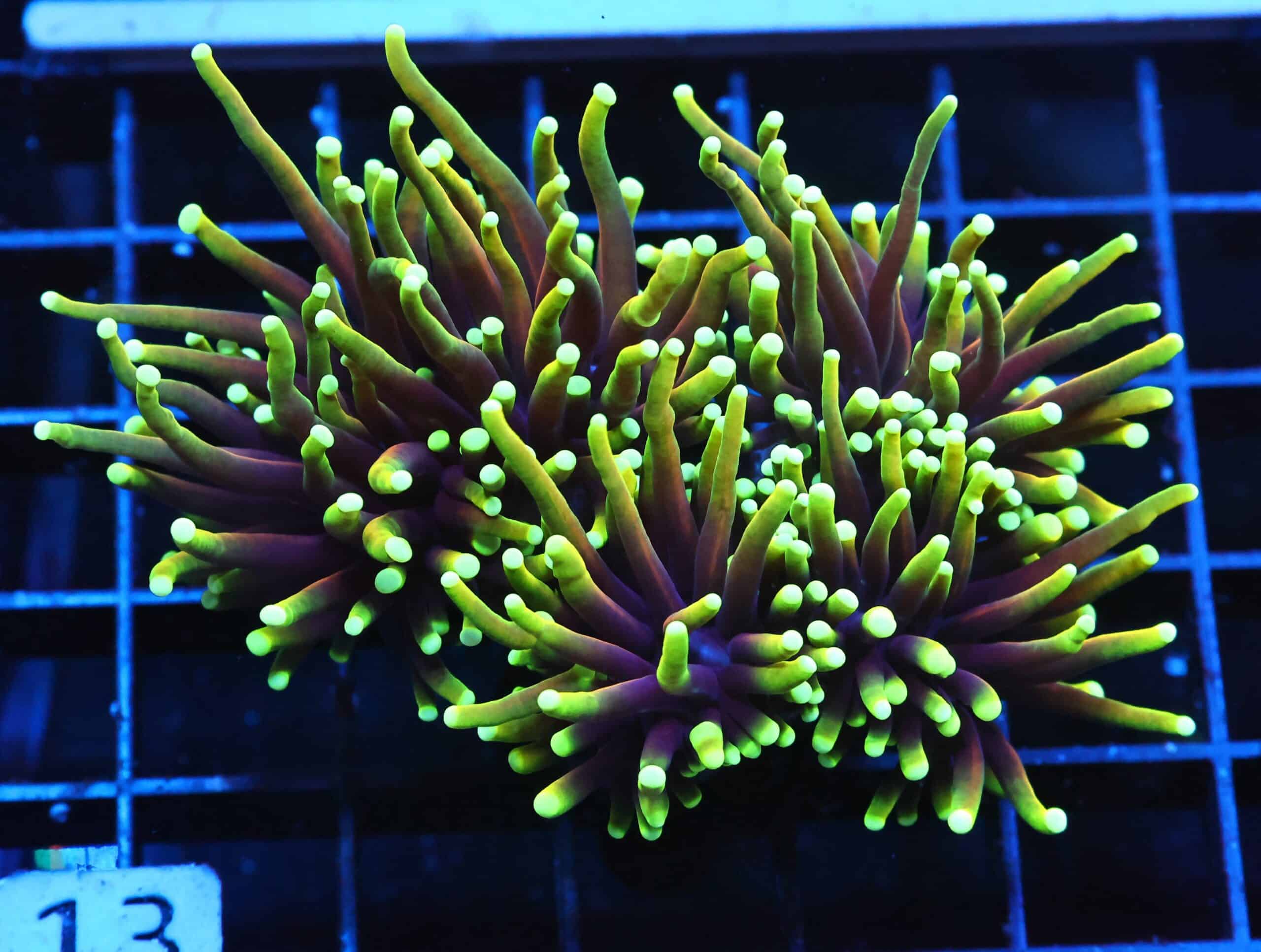 J13 - INDO TORCH DRAGON SOUL 4 HEAD