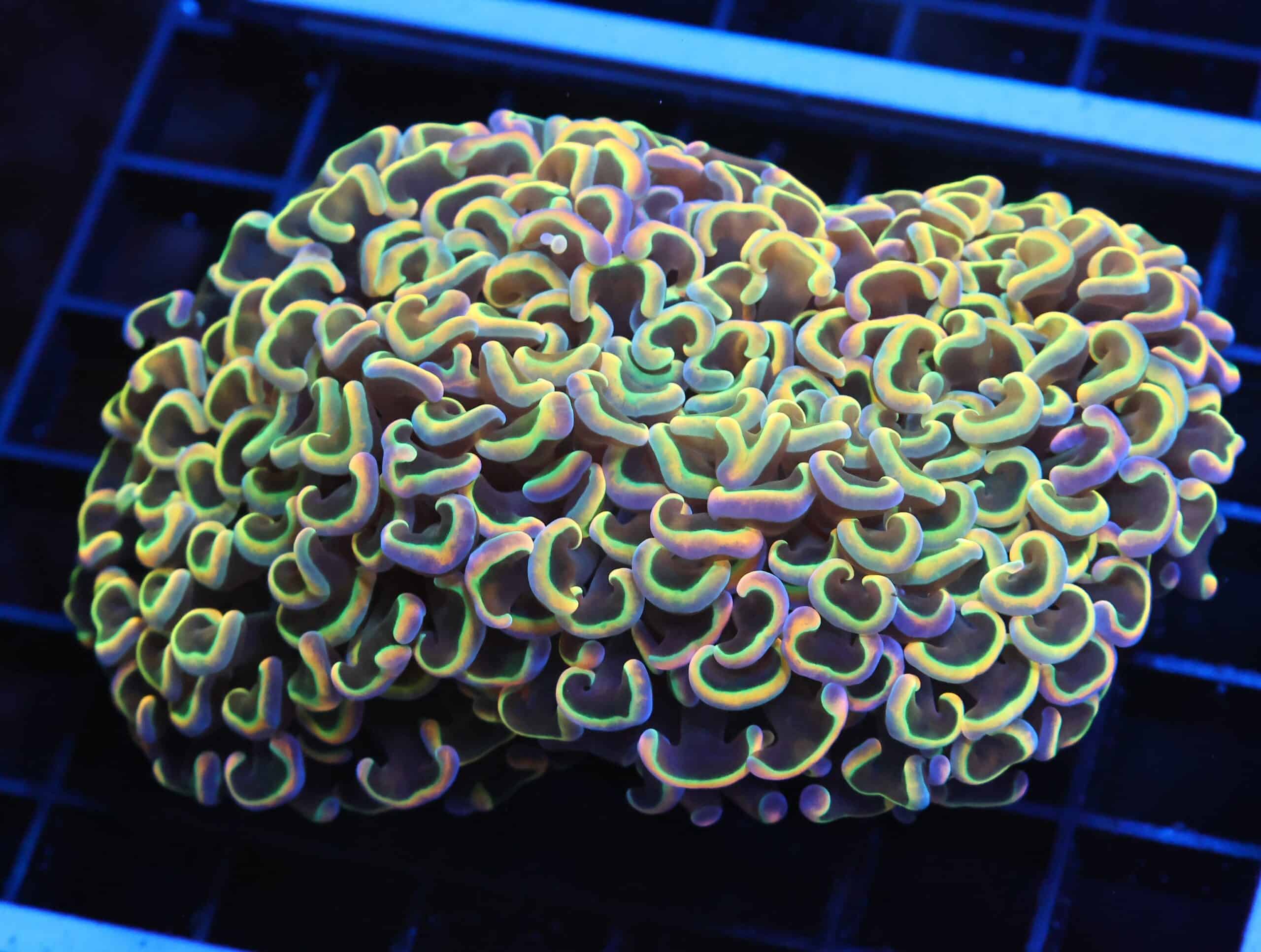 J16 - INDO HAMMER WALL RAINBOW GOLD