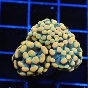 J20 - INDO HAMMER BRANCH GOLD 3 HEAD