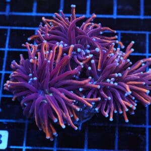 J23 - INDO TORCH GOLD VARIANT 3 HEAD