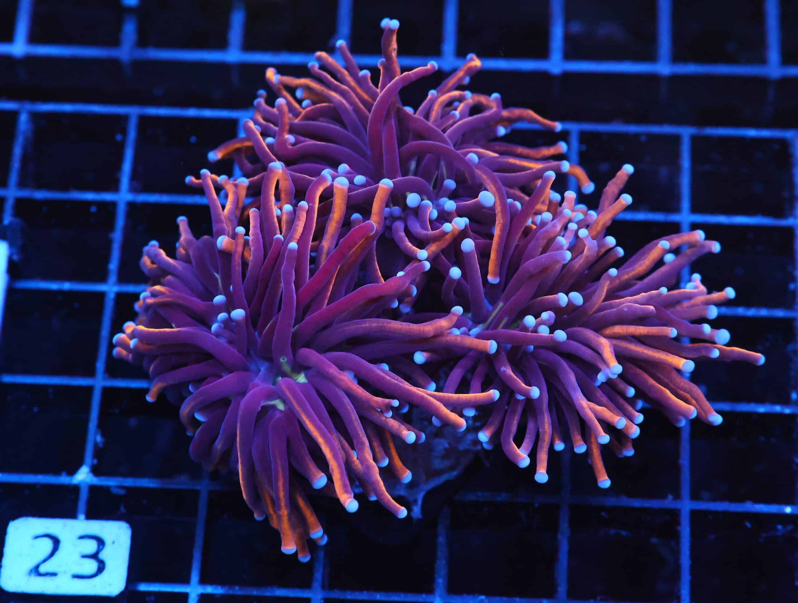 J23 - INDO TORCH GOLD VARIANT 3 HEAD