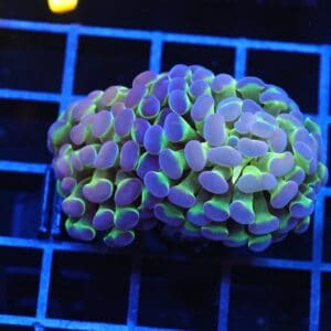 J30 - INDO HAMMER BRANCH PURPLE PRINCESS 2 HEAD