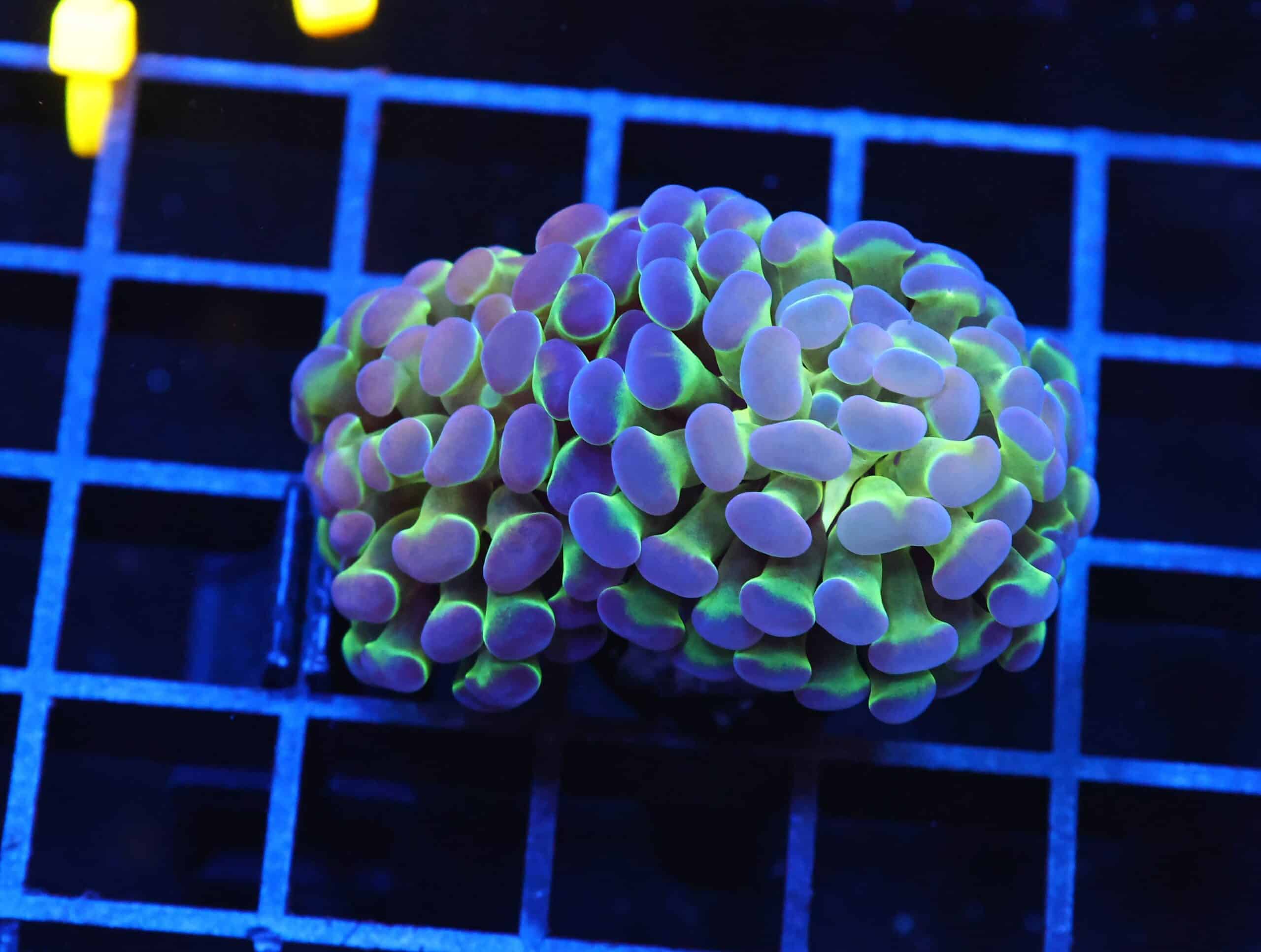 J30 - INDO HAMMER BRANCH PURPLE PRINCESS 2 HEAD