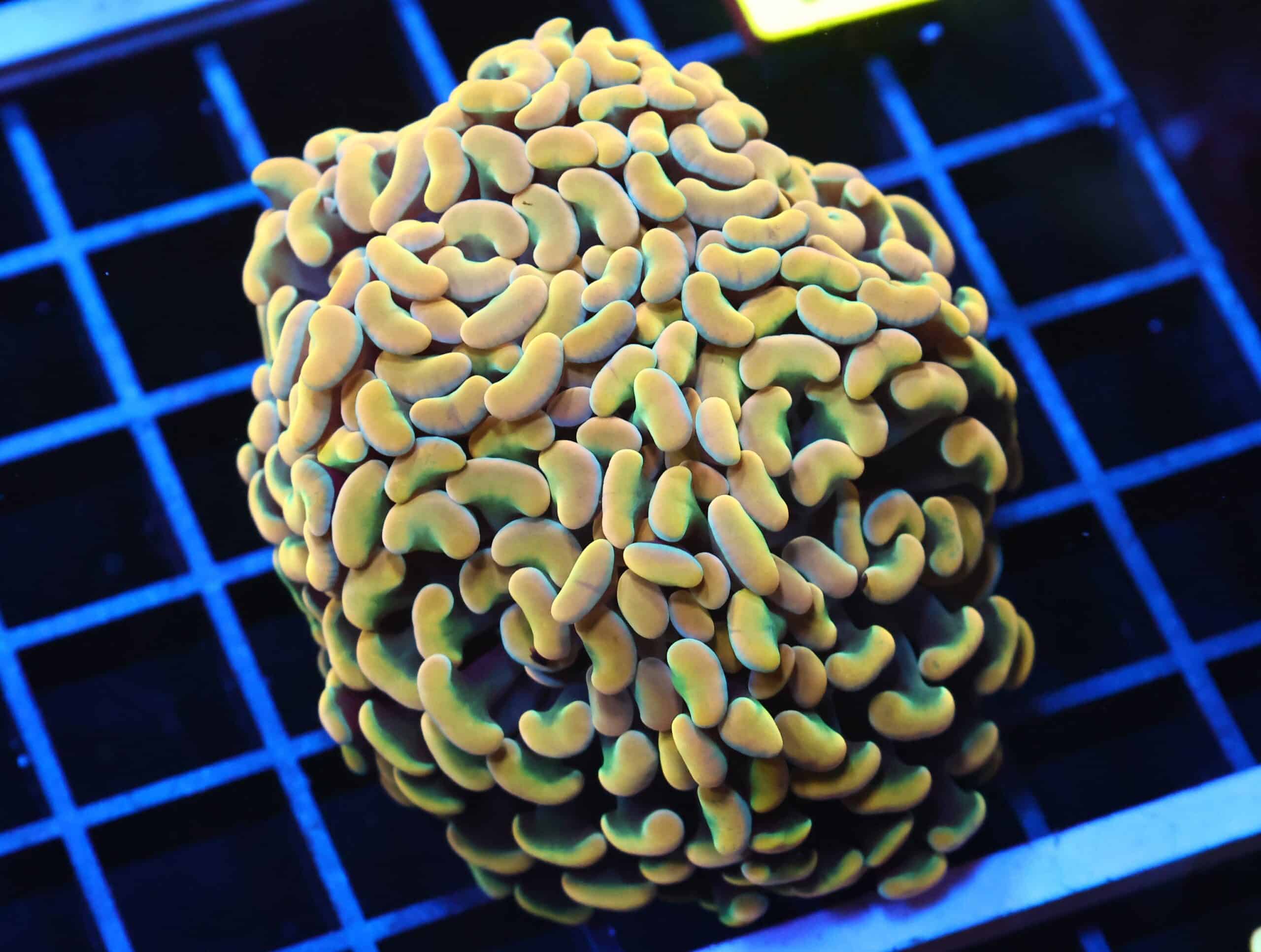 J31 - INDO HAMMER BRANCH GOLD 4 HEAD