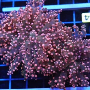 J34 - INDO FROGSPAWN BRANCH ORANGE 3 HEAD