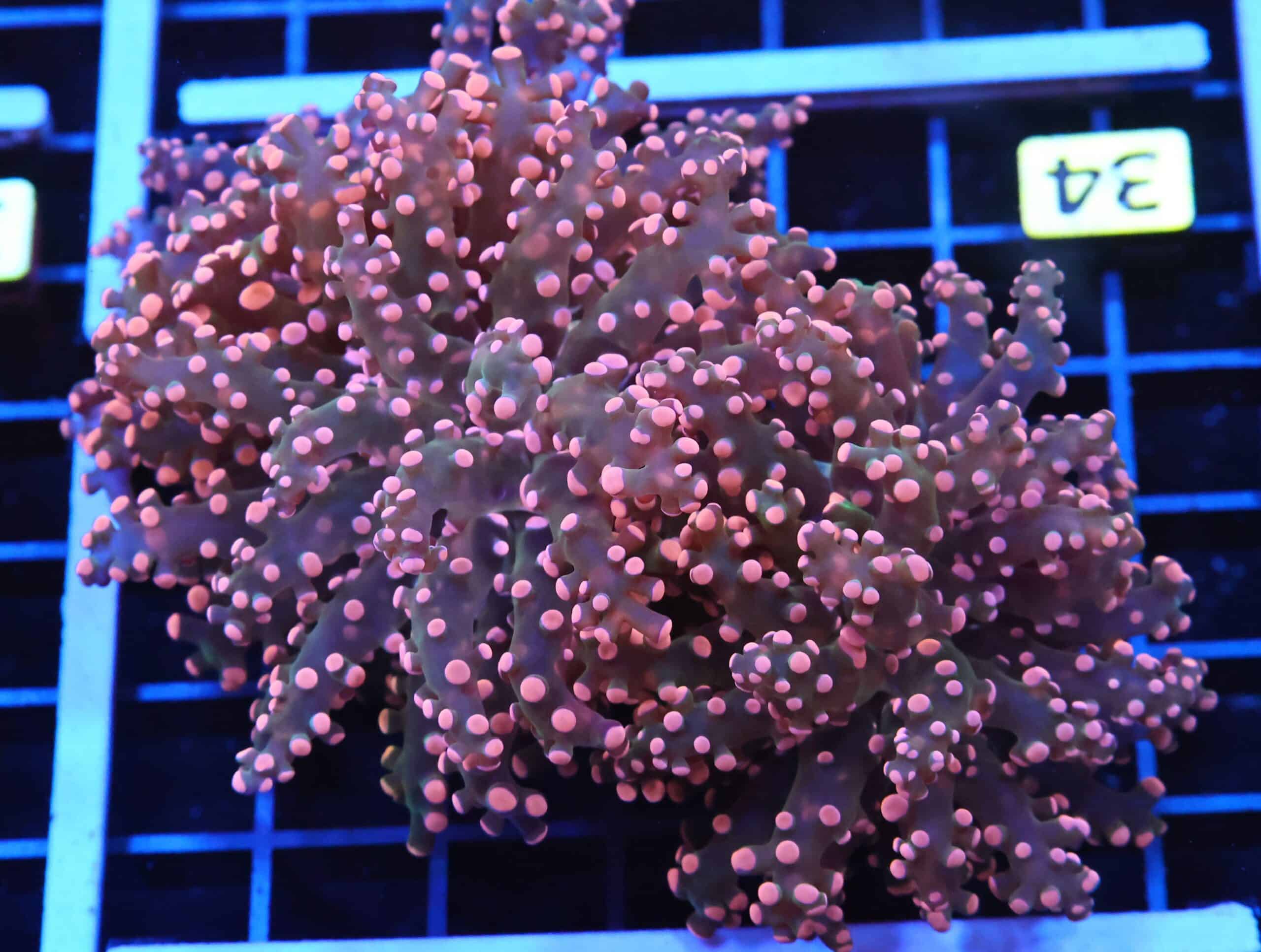 J34 - INDO FROGSPAWN BRANCH ORANGE 3 HEAD