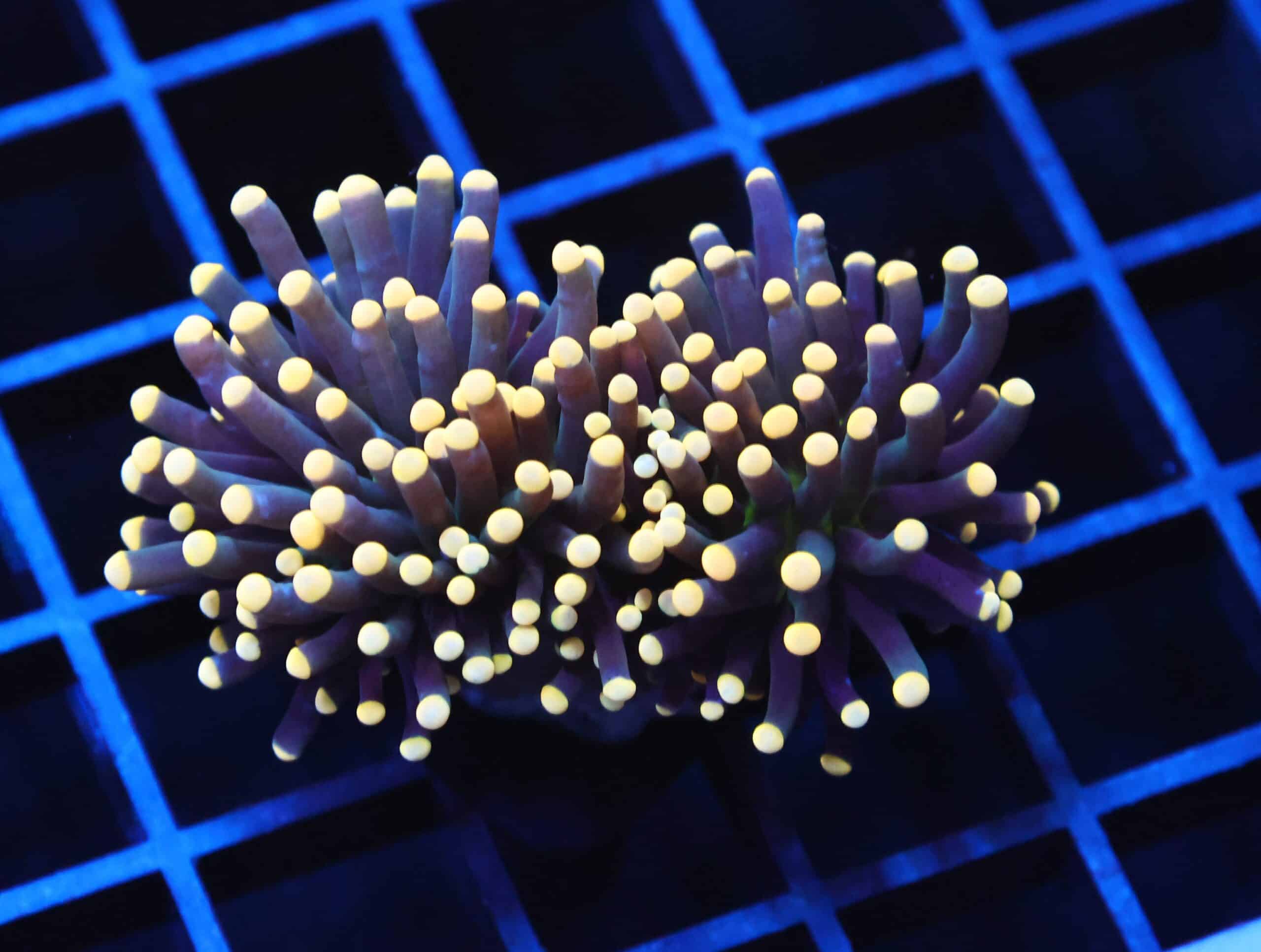 J36 - INDO TORCH BLACK LIGHT 2 HEAD