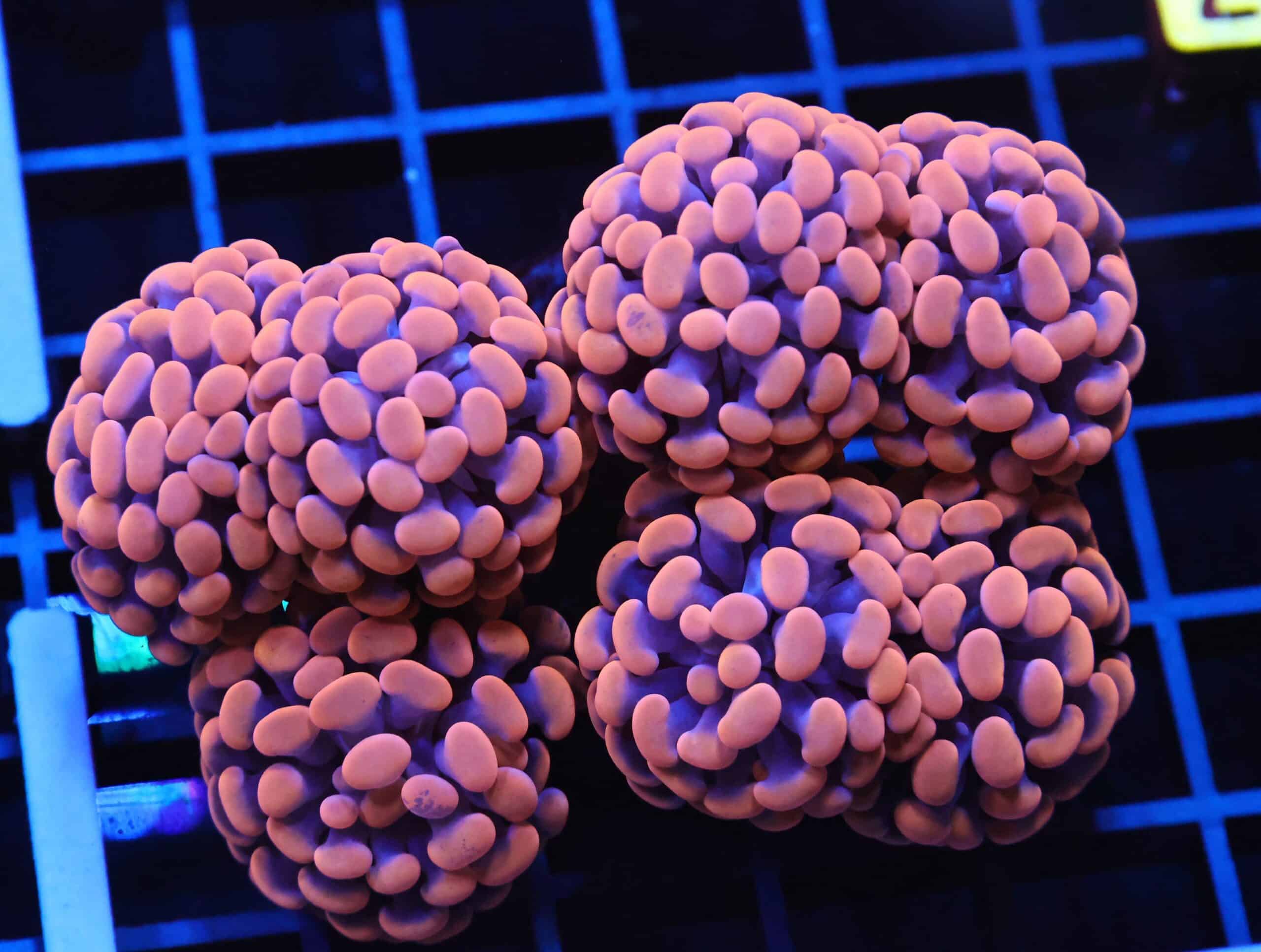 J37 - INDO HAMMER BRANCH ORANGE 7 HEAD