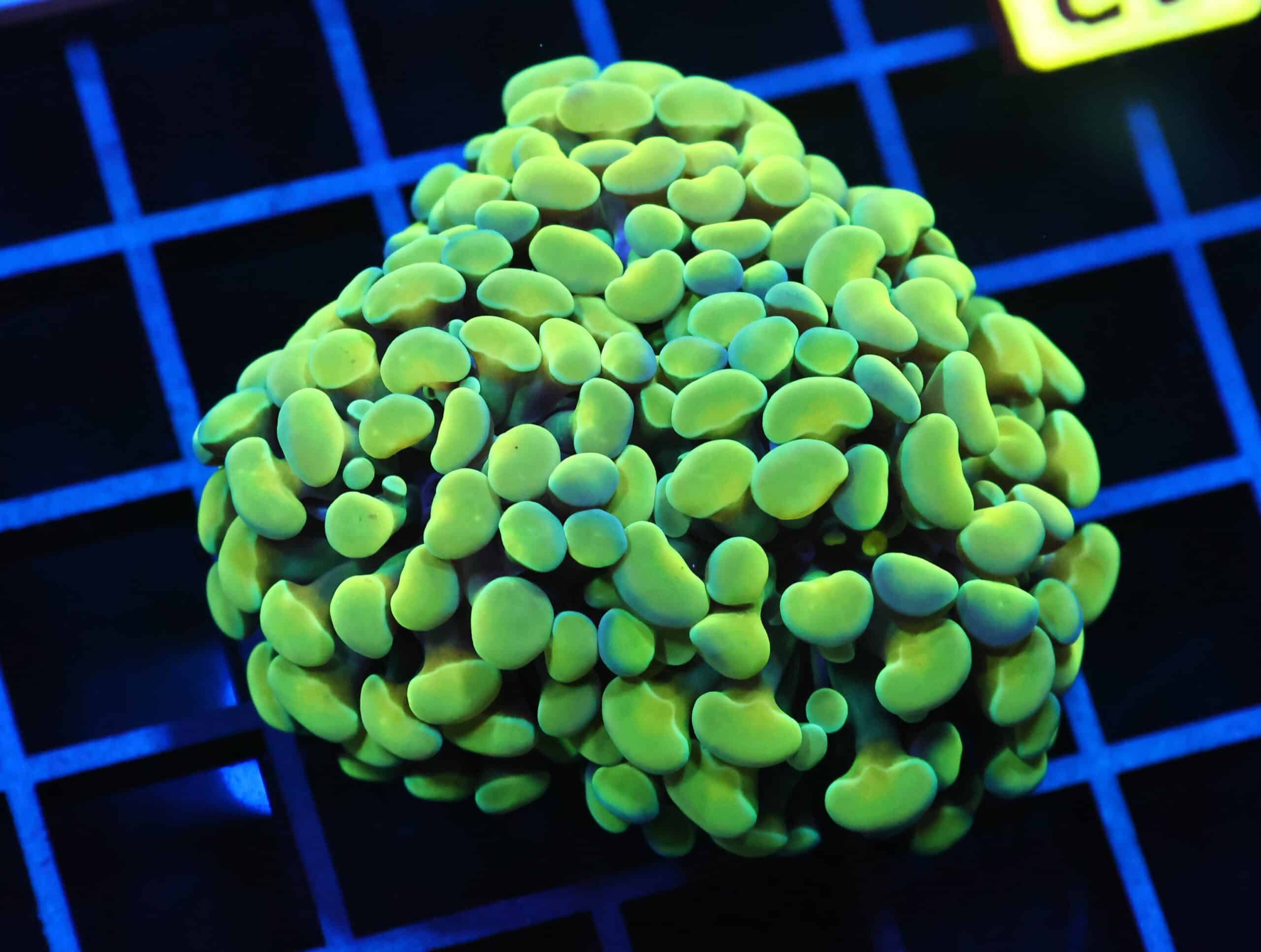 J43 - INDO HAMMER BRANCH GOLD 3 HEAD