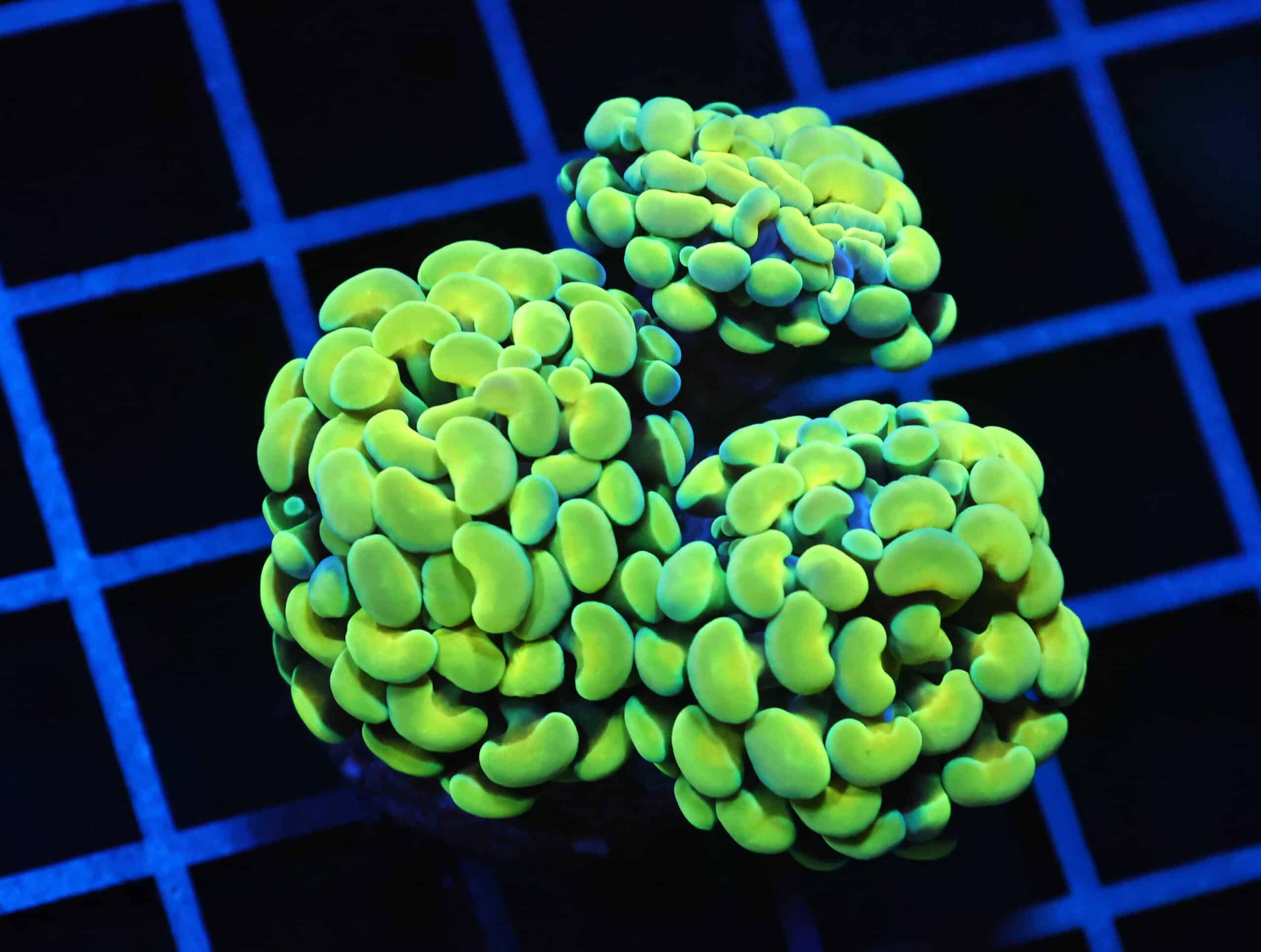 J42 - INDO HAMMER BRANCH GOLD 3 HEAD